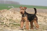 WELSH TERRIER 051